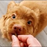 1歳の犬のしつけのコツ15選！正しいタイミングでしつけを行うべし