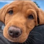 2ヶ月の犬のしつけのコツ10選！犬の集中力や反応を考慮すべし