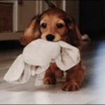 2歳の犬のしつけのコツ11選！犬の個性に合わせた方法で進めるべし