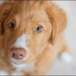 6歳の犬のしつけのコツ11選！年齢に合った方法を選ぶことが大切