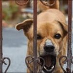 吠える犬のしつけ方13選！人に吠える悪いクセで悩む飼い主必見