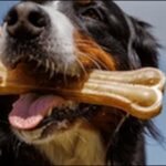 犬のしつけは英語と日本語のどちらが良い？メリットデメリットを解説