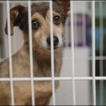 犬の預かりしつけのメリットとデメリットを解説！日常的な悩みを解決