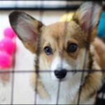 犬をケージで飼うメリットとデメリットは？結局ケージが必要かも解説