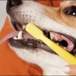 犬の歯磨きのしつけのコツ9選！犬がストレスを感じないように注意