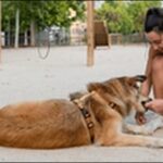 犬のしつけの英語コマンド19選！犬とのコミュニケーションが円滑化