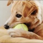 甘噛みする犬のしつけ方9選！理由を知ることから開始するのがカギ