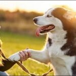 犬のお手の教え方のコツ12選！英語でのお手のしつけの効果も解説薄い