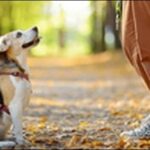 犬のしつけで叩くのはあり？叩いて効果があると思っていた人は必見