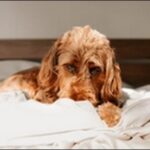 犬を無視するしつけのコツ9選！無視する時間の目安も解説します。