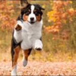 犬の飛びつき癖を治すコツ12選！まずは犬の心理を知ることが大切