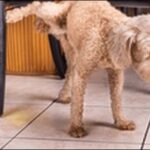 犬のマーキングのしつけのコツ11選！マーキングする理由も解説