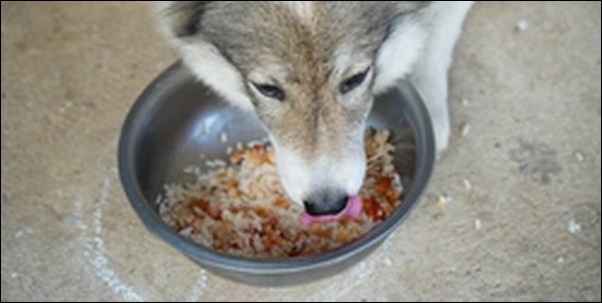 犬のご飯のしつけコツ14選！ただ命令を繰り返してもナンセンスです
