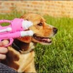 犬にピストルの一発芸を教えるコツ10選！音を使った画期的な手法