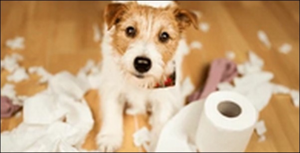 成犬と子犬のトイレのしつけの相違点9選！違いに注意してしつけるのがコツです