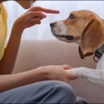 犬の叱り方10選！悪いことをした時、NG行為を理解しよう