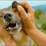 犬のしつけを厳しくすべきでない理由8選！効果的なしつけには不可欠