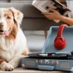 音を使った犬のしつけのコツ15選！犬に分かりやすい形で実践すべし