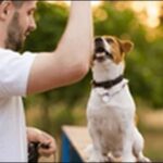 犬のしつけツケ(ヒール、ついて、横）のコツ15選！重要点を網羅