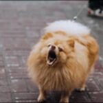 犬のしつけツイスト(スピン・まわれ)のコツ16選！ポイントを解説