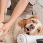 犬のしつけはいつまですべき？期間に決まりがない理由7選を解説